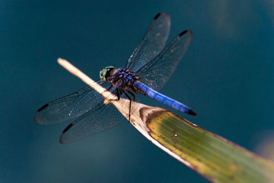 Close-up of dragonfly perched on palm tree