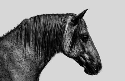 Close-up of horse against white background