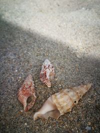 High angle view of shells on sand