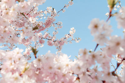 Low angle view of cherry blossoms in spring