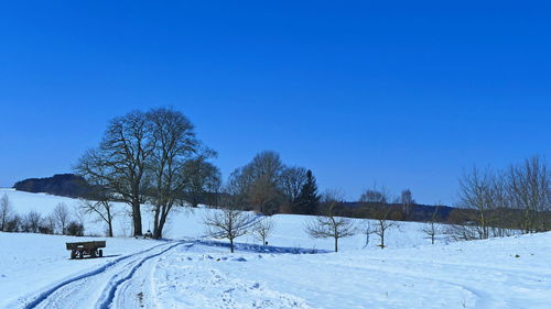 Trees on snow covered field against blue sky