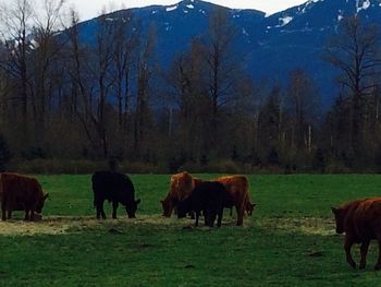 Cows grazing on field