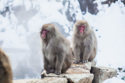 Japanese snow monkeys sitting on the stone