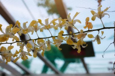 Low angle view of flowering plant