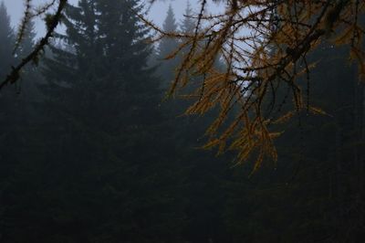 Close-up of tree in forest