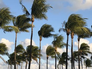 Low angle view of coconut palm trees against sky