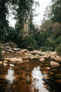 River amidst trees in forest against sky