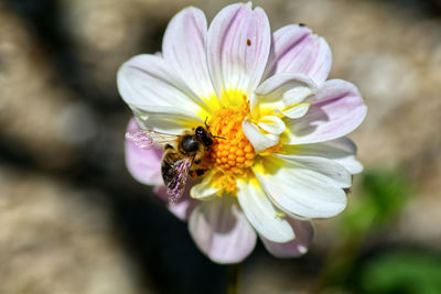 Close-up of bee pollinating on flower