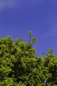 Low angle view of trees against blue sky