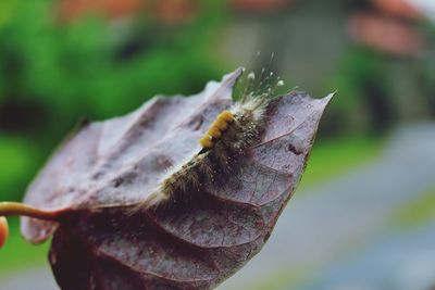 Close-up of insect on leaves