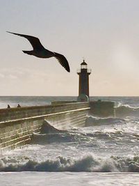 Bird flying over sea against sky