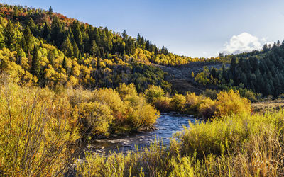 Scenic view of river amidst trees against sky