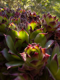 Close-up of succulent plant