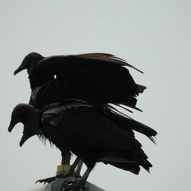 Vultures observing