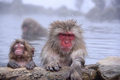 Monkeys in hot spring