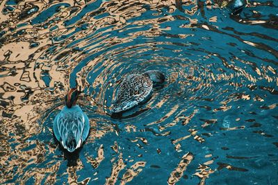 High angle view of turtle in lake