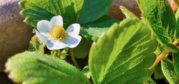 Close-up of white flowering plant
