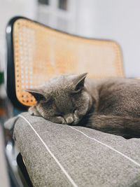 Close-up of cat sleeping at home