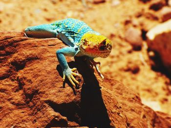 Close-up of lizard on rock