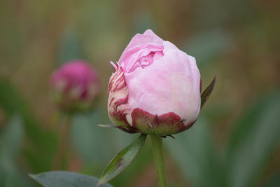 Close-up of pink rose