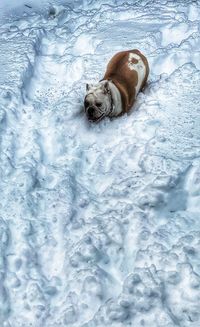 High angle view of dog sleeping