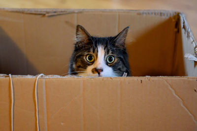 Portrait of cat peeking in box