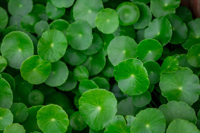 Full frame shot of fresh green leaves