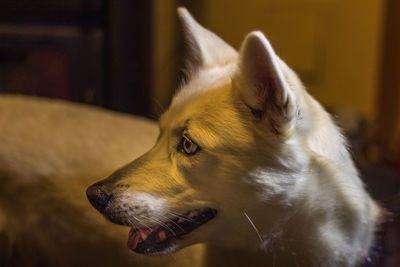 Close-up of dog looking away at home