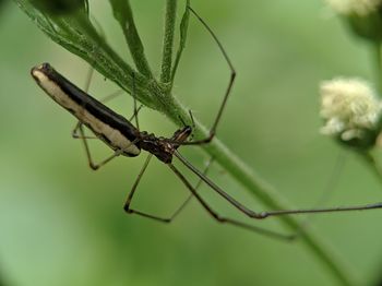 Close-up of insect on leaf