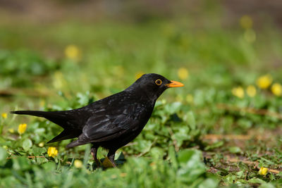 Black bird on a field