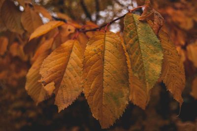 Close-up of autumnal leaves against blurred background