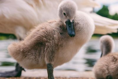 Close-up of swan on lake