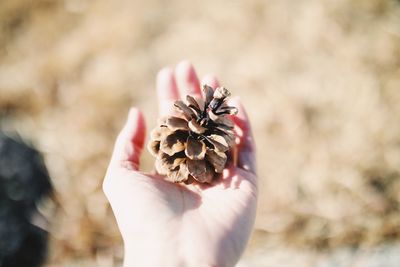 Close-up of hand holding flower