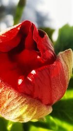 Close-up of red flower