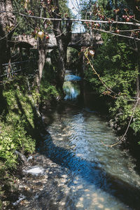 River flowing amidst trees in forest