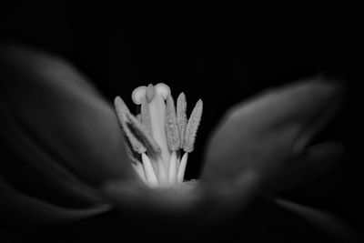 Close-up of flower against blurred background