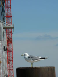 Seagull perching on wood against sky