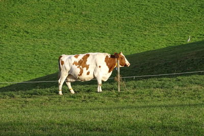 Cow standing in a field