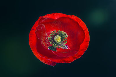 Close-up of red poppy over black background