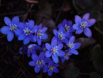 Close-up of purple flowering plants