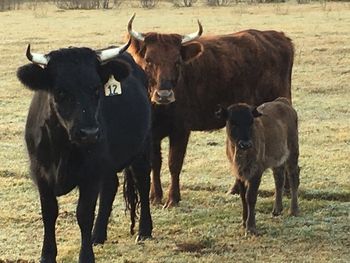 Cows on field