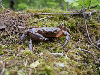 Low angle view of crab on mossy ground