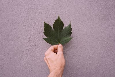 Close-up of hand holding plant against wall