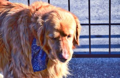 Close-up of golden retriever on footpath