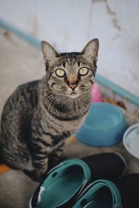 Portrait of tabby cat sitting on floor