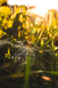 Close-up of wet plant on field