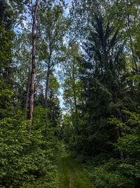 Trees in forest