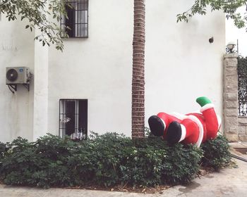 Plants growing on wall