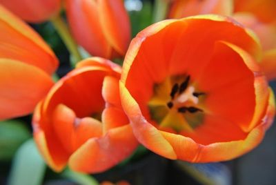 Close-up of red tulip blooming outdoors