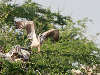 View of birds on land